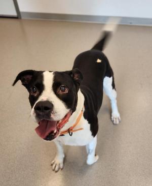 Shatter, Pit Bull Terrier, adult, available for adoption