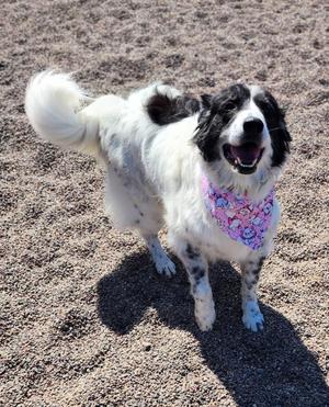 Emma, Great Pyrenees, adult, available for adoption