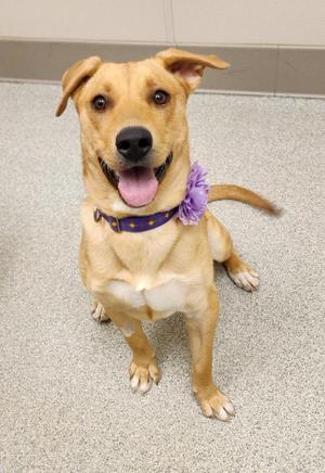 A happy brown dog with a purple bow on its collar, sitting on a gray carpet.