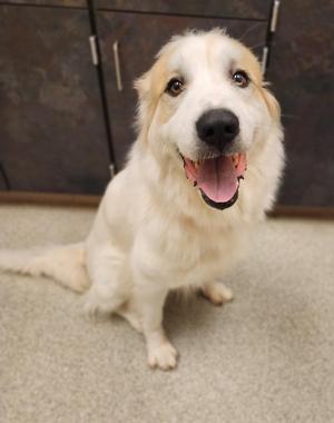 Polaris, Great Pyrenees, adult, available for adoption