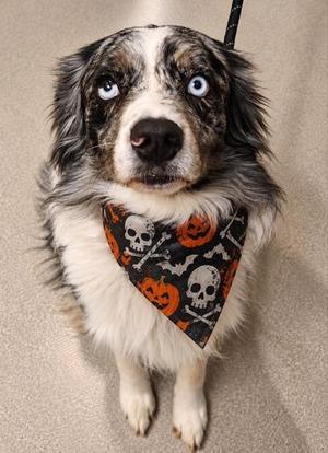 Glen, Australian Shepherd, adult, available for adoption