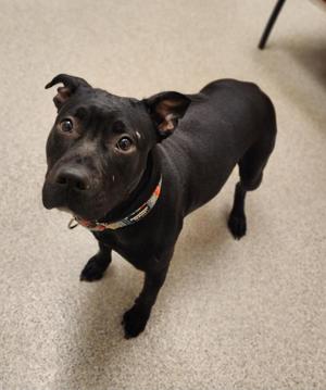 Delta, Labrador Retriever / Pit Bull Terrier, young, available for adoption