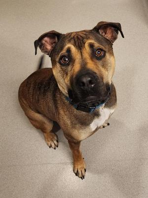 Ace, Pit Bull Terrier, young, available for adoption