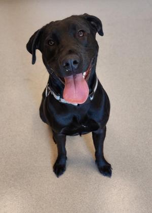 Hogan, Labrador Retriever, young, available for adoption