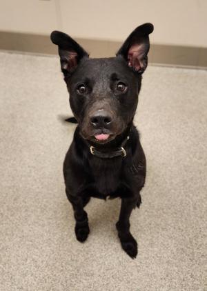 Max, Labrador Retriever / Husky, adult, available for adoption