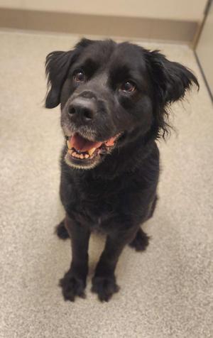 Juniper, Labrador Retriever, adult, available for adoption
