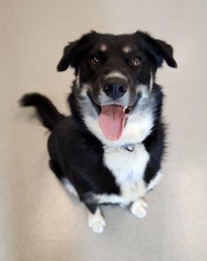 Storm, Husky / Cattle Dog, young, available for adoption