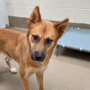 Foxy, Husky, available for adoption