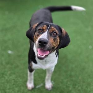 Coral, Beagle, young, available for adoption