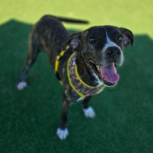 Amber, Terrier, Pit Bull, young, available for adoption