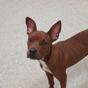 Libby, Terrier, Pit Bull, available for adoption