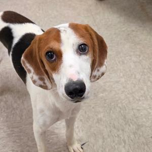 A brown and white dog with long ears standing on a carpeted floor.