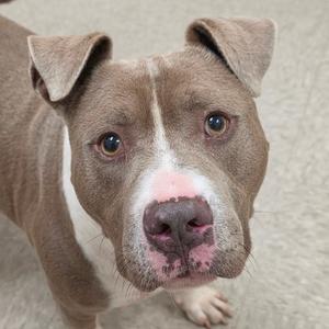 Piglet aka Rocky, Terrier, Pit Bull, adult, available for adoption