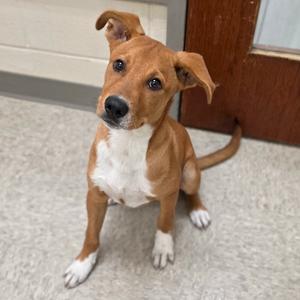 Ohio, Hound, available for adoption