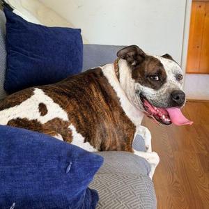 Indi, Terrier, Pit Bull, adult, available for adoption