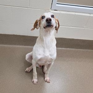 Alan, Hound, senior, available for adoption