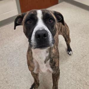 Alabama, Terrier, Pit Bull, adult, available for adoption