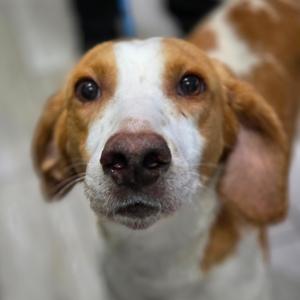 Milford, Hound, adult, available for adoption