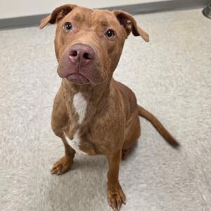 Dee Dee, Terrier, Pit Bull, young, available for adoption