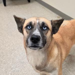 a brown dog with blue eyes looking at the camera