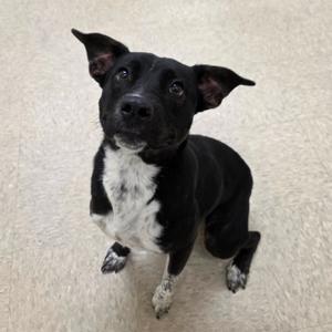 Josie, Terrier, Pit Bull, young, available for adoption