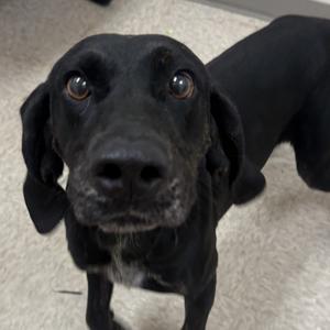 Blue Stone River, Hound, young, available for adoption