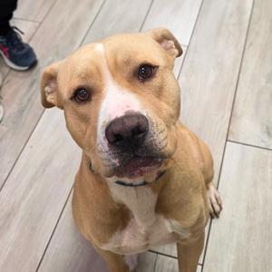 A brown dog with a white muzzle and chest, sitting on a wooden floor, looking up at the camera.
