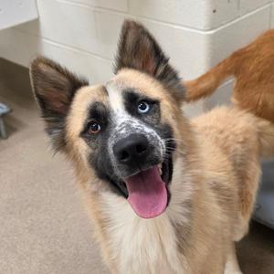 Beethoven, Husky, young, available for adoption