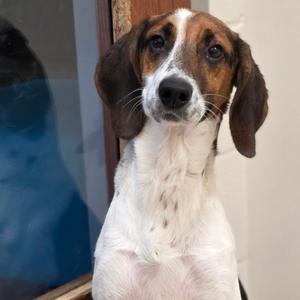 Pecan, Hound, young, available for adoption