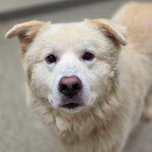 Ezekiel, Pyrenees, Great, adult, available for adoption