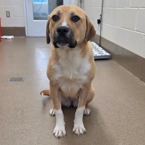 Cambridge, Retriever, Labrador, available for adoption