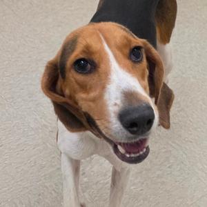 Fredrick, Hound, adult, available for adoption