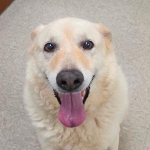 Charlie, Shepherd, German, senior, available for adoption