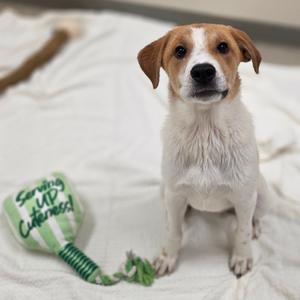 Canary, Hound, available for adoption