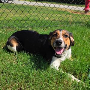 Alva, Hound, young, available for adoption