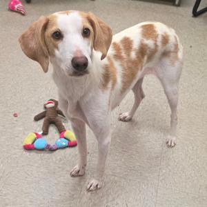 Mancha, Hound, adult, available for adoption