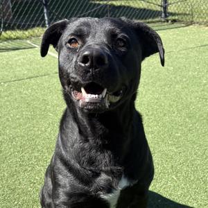 Carolina Shores, Retriever, Labrador, young, available for adoption