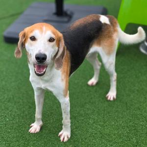 Harry Styles, Hound, adult, available for adoption