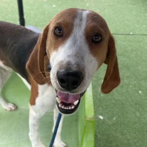Nashua, Hound, young, available for adoption
