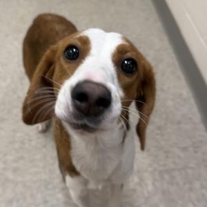 Auralie, Hound, young, available for adoption