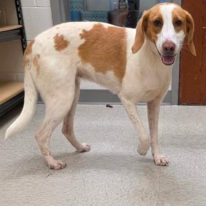 Paisley, Hound, young, available for adoption