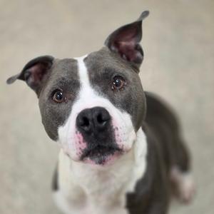 A close-up of a gray and white dog with perked ears and a black nose, looking directly at the camera.