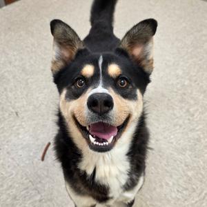 Gallium, Husky, young, available for adoption
