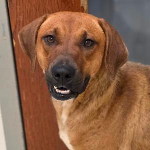 Bisbee, Hound, young, available for adoption
