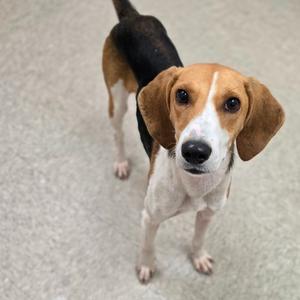 Alma, Hound, young, available for adoption