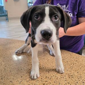 Cayce, Retriever, Labrador, puppy, available for adoption
