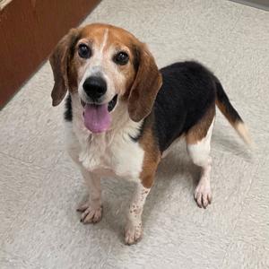Arkansas, Beagle, adult, available for adoption
