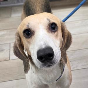 a close-up of a beagle dog with large, expressive eyes and floppy ears, wearing a blue collar, looking directly at the camera