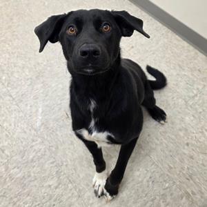Pixley, Retriever, Labrador, young, available for adoption