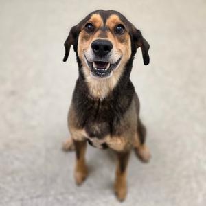 Jake, Mixed Breed (Medium), adult, available for adoption